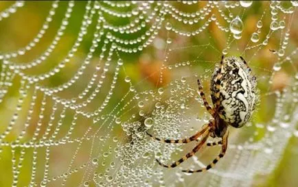 Morning Dew proprietăți terapeutice și aplicații (dimineața) Morning Dew proprietăți terapeutice și aplicarea