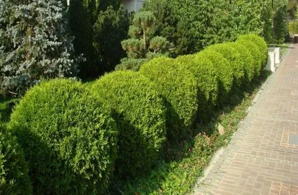 Îngrijirea Tusi în zona de grădină - plantarea și îngrijirea Tusi în creștere, udare și boala