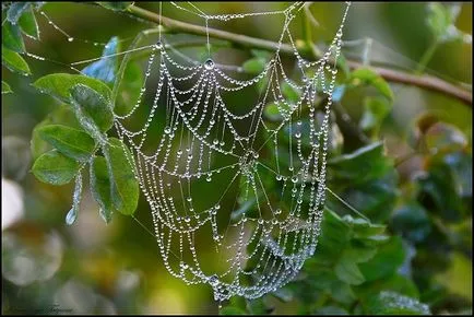 Morning Dew proprietăți terapeutice și aplicații (dimineața) Morning Dew proprietăți terapeutice și aplicarea