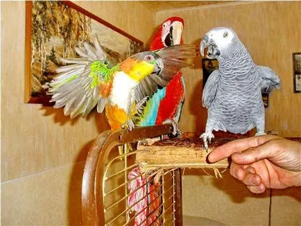 Grija pentru papagali lovebirds la domiciliu (de ingrijire) Grija pentru papagali lovebirds acasă
