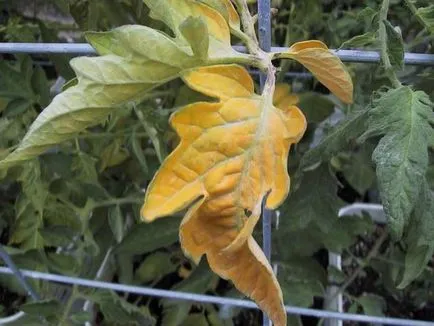 În tomate galben cauze folia inferioară, tratamentul, prevenirea, fotografii, clipuri video (frunze) În tomate frunze galbene mai mici cauze, tratament, prevenire, foto, video