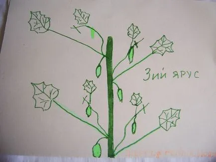 gradina Ural - fara prea multe probleme în special cultivarea de castraveți! (Caracteristici) gradina Ural - fara prea multe probleme în special cultivarea de castraveți!