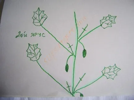 gradina Ural - fara prea multe probleme în special cultivarea de castraveți! (Castravete) gradina Ural - fara prea multe probleme în special cultivarea de castraveți!