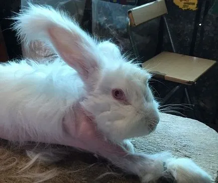 Înfricoșătorul Adevărul despre cum să obțineți lână Angora (a primi) Înfricoșătorul Adevărul despre cum să obțineți Angora