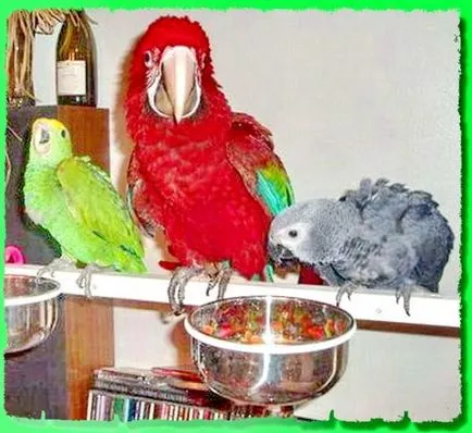 Grija pentru papagali lovebirds la domiciliu (papagali) Grija pentru papagali lovebirds acasă