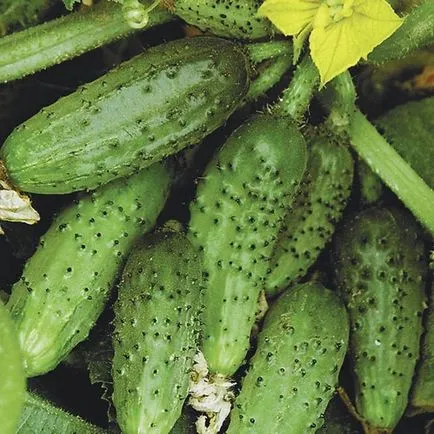 gradina Ural - fara prea multe probleme în special cultivarea de castraveți! (Vegetal) gradina Ural - fara prea multe probleme în special cultivarea de castraveți!