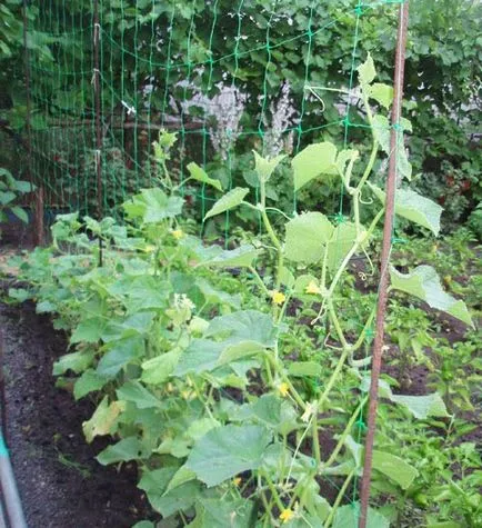 gradina Ural - fara prea multe probleme în special cultivarea de castraveți! (Castravete) gradina Ural - fara prea multe probleme în special cultivarea de castraveți!