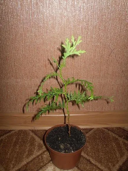 Îngrijirea și cultivarea Tui la domiciliu (acasa) Îngrijirea și cultivarea Tui la domiciliu