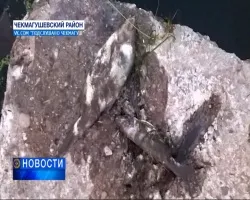 În Bashkortostan, salariile din sectorul public vor crește în mod substanțial