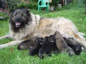 Alege un nume pentru un Labrador, lumea de pisici și câini