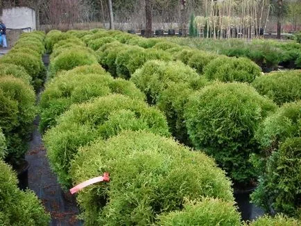 Evergreen arborvitae - de îngrijire în conformitate cu normele