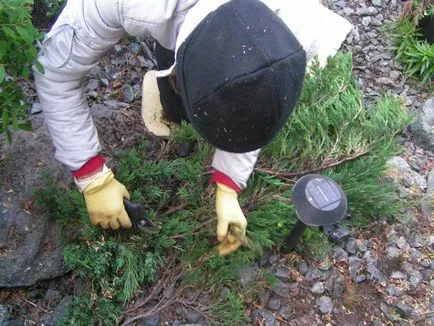 Evergreen arborvitae - de îngrijire în conformitate cu normele