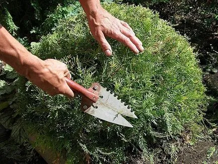 Evergreen arborvitae - de îngrijire în conformitate cu normele