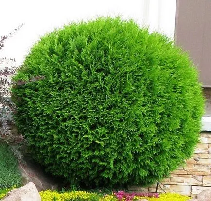 Evergreen arborvitae - de îngrijire în conformitate cu normele