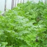 Cultivarea căpșuni ca o afacere, reală