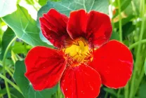 Cultivarea Nasturtium (50 poze) din semințe, atunci când pentru a planta, ondulat, condiții, îngrijire, răsadurilor, video