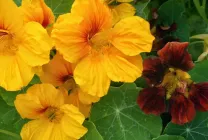 Cultivarea Nasturtium (50 poze) din semințe, atunci când pentru a planta, ondulat, condiții, îngrijire, răsadurilor, video