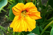Cultivarea Nasturtium (50 poze) din semințe, atunci când pentru a planta, ondulat, condiții, îngrijire, răsadurilor, video