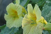 Cultivarea Nasturtium (50 poze) din semințe, atunci când pentru a planta, ondulat, condiții, îngrijire, răsadurilor, video