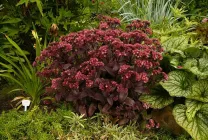 stonecrops Cultivare (70 poze) plantare, din semințe, descrierea de îngrijire, aplicare (îngrijire) Cultivarea stonecrop (70 poze) plantare, sămânță, îngrijire, descriere, aplicație