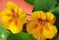 Cultivarea Nasturtium (50 poze) din semințe, atunci când pentru a planta, ondulat, condiții, îngrijire, răsadurilor, video