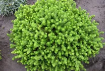 stonecrops Cultivare (70 poze) plantare, din semințe, descrierea de îngrijire, aplicare (semințe) Cultivarea stonecrop (70 poze) plantare, sămânță, îngrijire, descriere, aplicație