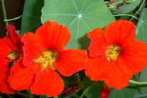 Cultivarea Nasturtium (50 poze) din semințe, atunci când pentru a planta, ondulat, condiții, îngrijire, răsadurilor, video
