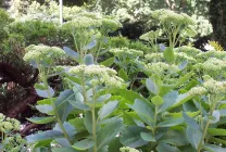 stonecrops Cultivare (70 poze) plantare, din semințe, descrierea de îngrijire, aplicare (stonecrops) Cultivarea stonecrop (70 poze) plantare, sămânță, îngrijire, descriere, aplicație