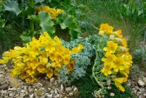 Cultivarea Nasturtium (50 poze) din semințe, atunci când pentru a planta, ondulat, condiții, îngrijire, răsadurilor, video