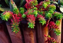 stonecrops Cultivare (70 poze) plantare, din semințe, descrierea de îngrijire, aplicare (semințe) Cultivarea stonecrop (70 poze) plantare, sămânță, îngrijire, descriere, aplicație