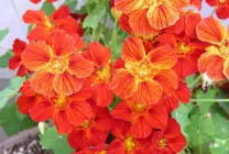 Cultivarea Nasturtium (50 poze) din semințe, atunci când pentru a planta, ondulat, condiții, îngrijire, răsadurilor, video