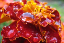 Cultivarea Nasturtium (50 poze) din semințe, atunci când pentru a planta, ondulat, condiții, îngrijire, răsadurilor, video