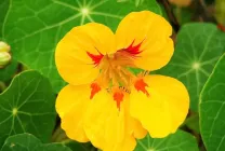 Cultivarea Nasturtium (50 poze) din semințe, atunci când pentru a planta, ondulat, condiții, îngrijire, răsadurilor, video