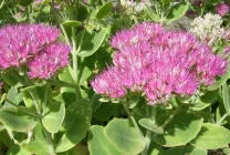 stonecrops Cultivare (70 poze) plantare, din semințe, descrierea de îngrijire, aplicare (stonecrops) Cultivarea stonecrop (70 poze) plantare, sămânță, îngrijire, descriere, aplicație