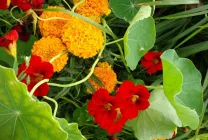 Cultivarea Nasturtium (50 poze) din semințe, atunci când pentru a planta, ondulat, condiții, îngrijire, răsadurilor, video