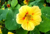 Cultivarea Nasturtium (50 poze) din semințe, atunci când pentru a planta, ondulat, condiții, îngrijire, răsadurilor, video