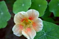 Cultivarea Nasturtium (50 poze) din semințe, atunci când pentru a planta, ondulat, condiții, îngrijire, răsadurilor, video
