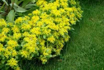 Cultivarea stonecrop (70 poze) plantare, sămânță, îngrijire, descriere, aplicarea (în creștere) Cultivarea stonecrop (70 poze) plantare, sămânță, îngrijire, descriere, aplicație