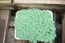 stonecrops Cultivare (70 poze) plantare, din semințe, descrierea de îngrijire, aplicare (îngrijire) Cultivarea stonecrop (70 poze) plantare, sămânță, îngrijire, descriere, aplicație