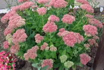 Cultivarea stonecrop (70 poze) plantare, sămânță, îngrijire, descriere, aplicație Cultivarea stonecrop (70 poze) plantare, sămânță, îngrijire, descriere, aplicație