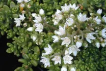 stonecrops Cultivare (70 poze) plantare, din semințe, descrierea de îngrijire, aplicare (semințe) Cultivarea stonecrop (70 poze) plantare, sămânță, îngrijire, descriere, aplicație