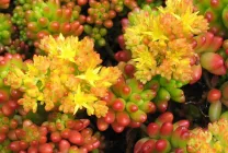 Cultivarea stonecrop (70 poze) plantare, sămânță, îngrijire, descriere, aplicație Cultivarea stonecrop (70 poze) plantare, sămânță, îngrijire, descriere, aplicație