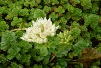 stonecrops Cultivare (70 poze) plantare, din semințe, descrierea de îngrijire, aplicare (semințe) Cultivarea stonecrop (70 poze) plantare, sămânță, îngrijire, descriere, aplicație