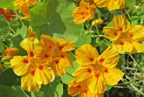 Cultivarea Nasturtium (50 poze) din semințe, atunci când pentru a planta, ondulat, condiții, îngrijire, răsadurilor, video