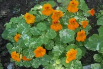 Cultivarea Nasturtium (50 poze) din semințe, atunci când pentru a planta, ondulat, condiții, îngrijire, răsadurilor, video