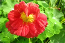 Cultivarea Nasturtium (50 poze) din semințe, atunci când pentru a planta, ondulat, condiții, îngrijire, răsadurilor, video