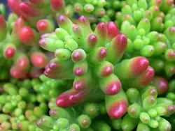 Cultivarea stonecrop (70 poze) plantare, sămânță, îngrijire, descriere, aplicare (Asia de Nord Mexic) Cultivarea stonecrop (70 poze) plantare, sămânță, îngrijire, descriere, aplicație