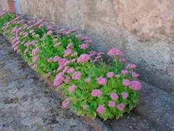 stonecrops Cultivare (70 poze) plantare, din semințe, descrierea de îngrijire, aplicare (îngrijire) Cultivarea stonecrop (70 poze) plantare, sămânță, îngrijire, descriere, aplicație