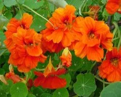 Cultivarea Nasturtium (50 poze) din semințe, atunci când pentru a planta, ondulat, condiții, îngrijire, răsadurilor, video