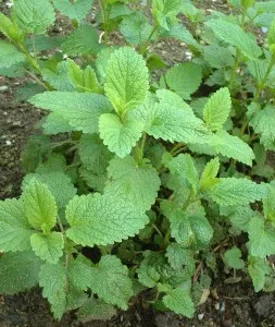Cultivarea melisă, dachnoe regat (sol semănat) Cultivarea balsam de lamaie, regat dacha